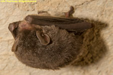 brown bat